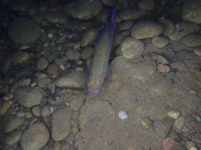 Plongées en gravière