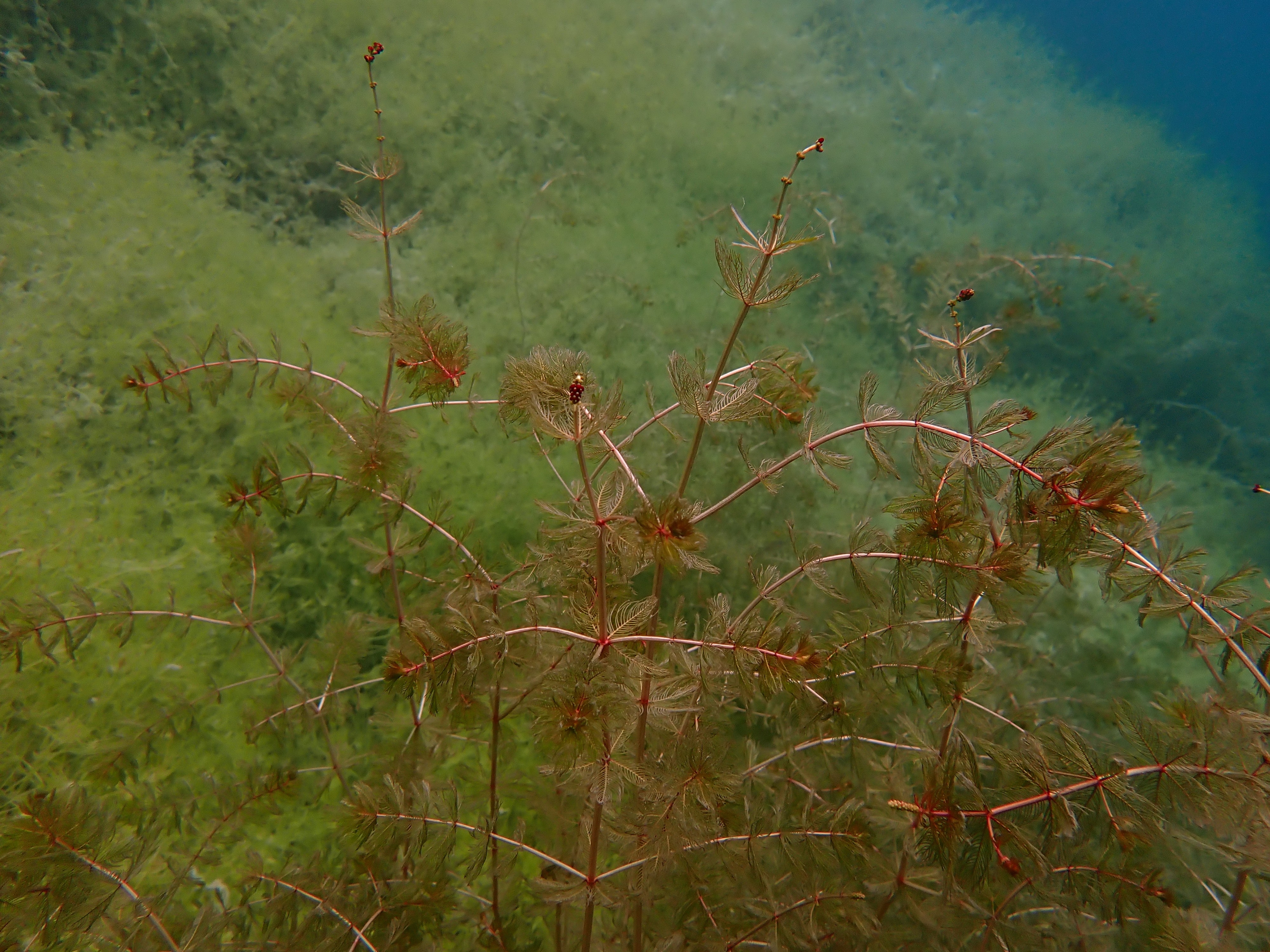 myriophylles 